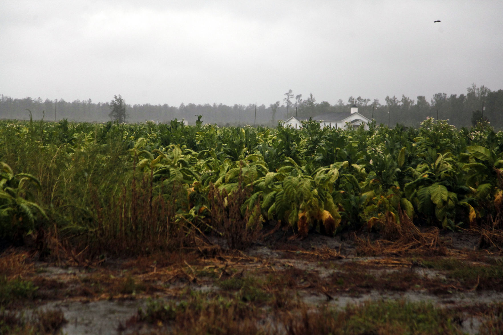 Hurricane Dorian in the Pee Dee